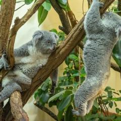 Koala-Nachwuchs im Jubiläumsjahr des Tiergartens Schönbrunn