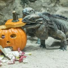 Schauriges Halloween: 20 Prozent aller Tierarten von der Ausrottung bedroht