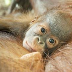 Orang-Utan-Mädchen vom Tiergarten Schönbrunn hat einen Namen: «Kendari»