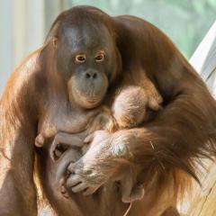 Grosse Freude über Orang-Utan-Nachwuchs im Tiergarten Schönbrunn