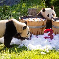 Bärenstarke Teenager: Panda-Zwillinge im Zoo Berlin feierten ihren dritten Geburtstag
