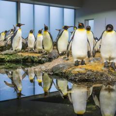 Von den Pinguinen und ihrer positiven Energiebilaz lernen heisst siegen lernen